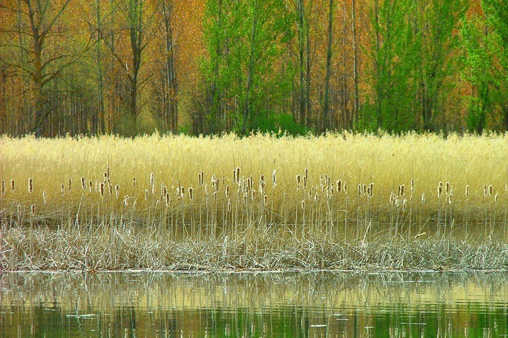 Imagen de la noticia: Manifestación de interés - Plan de recuperación ...