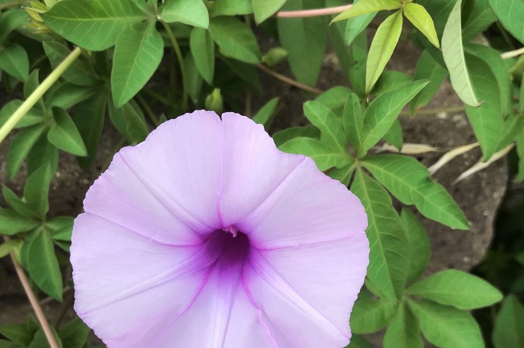 Imagen de la noticia: Manifestación de interés - Plan de recuperación ...