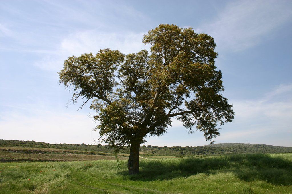 Imagen de la noticia: Resolución de la convocatoria de oferta de plazas ...